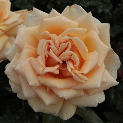 Rozen bestellen en bezorgen - Rosa Valencia ® - geel - theehybriden - sterk geurende roos - W. Kordes & Sons - -